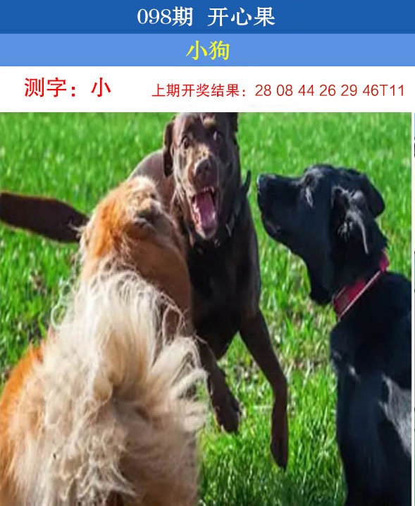 098期开心果[图]